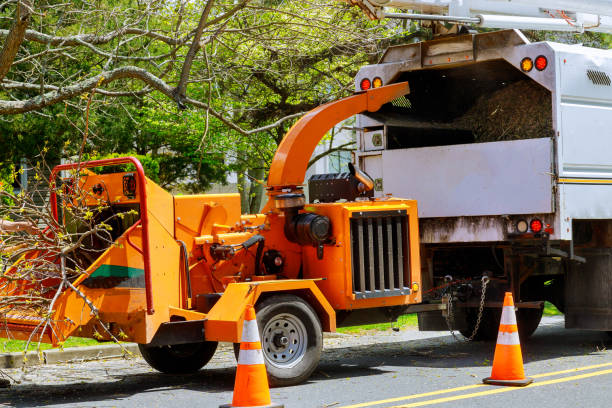 Professional Tree Removal and Landscaping Services in Muskego, WI